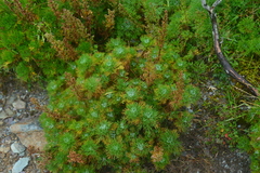 Artemisia morrisonensis