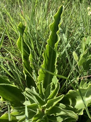 Eucomis autumnalis clavata