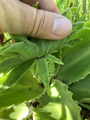 Eucomis autumnalis clavata