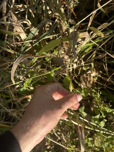 Unknown species found near Battle Creek, Saint Paul, MN, US