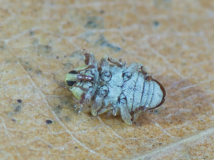 Tychius breviusculus (001 Oligolektische Arthropoden und Parasiten an