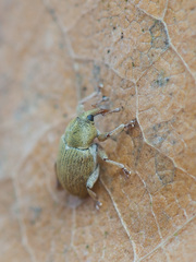 Tychius breviusculus