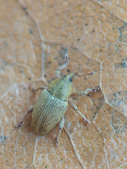 Tychius breviusculus