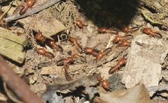 Syntermes molestus