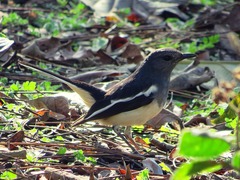 Copsychus saularis