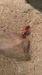 Probergrothius sanguinolens