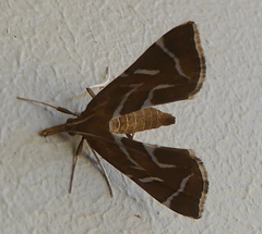 Panotima angularis