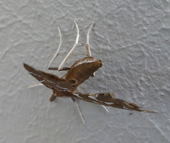 Panotima angularis
