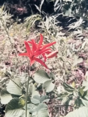 Lilium concolor partheneion