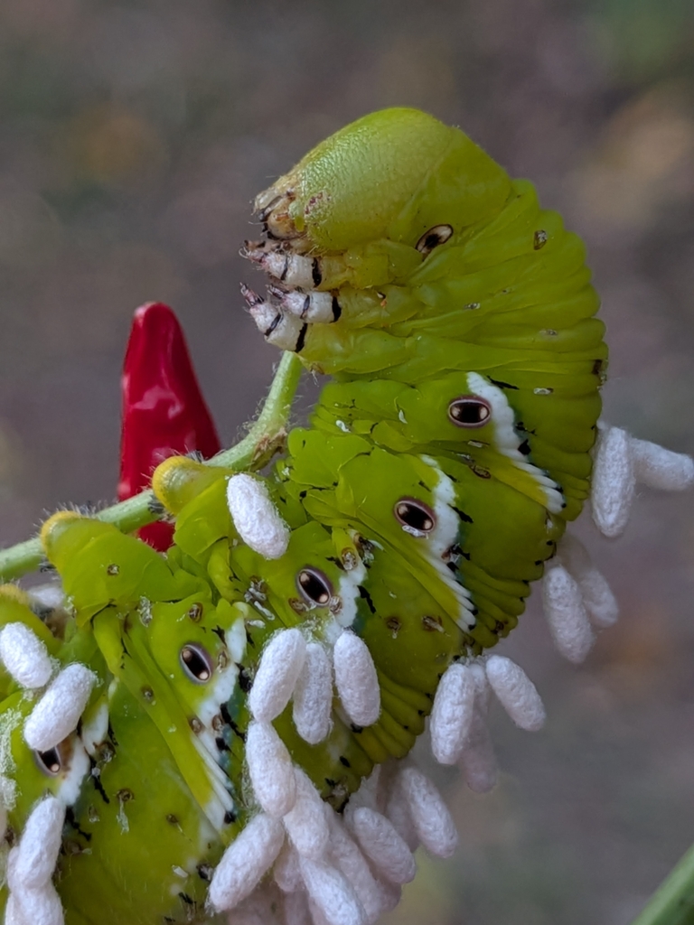 Hornworm Parasitoid Wasp from Effingham, IL 62401, USA on October 5 ...