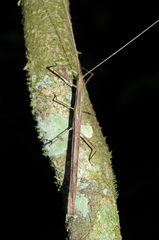 Metriophasma baculus