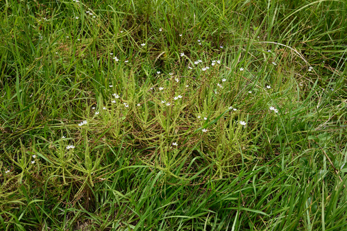 Drosera finlaysonii