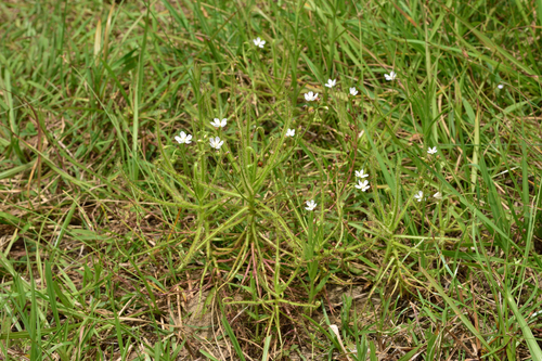 Drosera finlaysonii