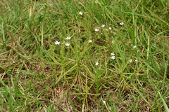 Drosera finlaysoniana