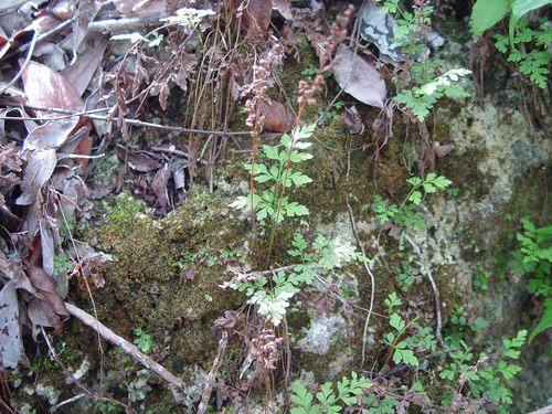 Anemia cicutaria