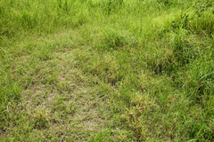 Drosera finlaysoniana