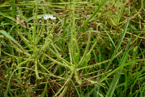 Drosera finlaysonii