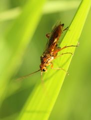 Tenthredopsis nassata