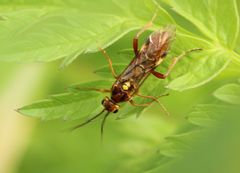 Tenthredopsis nassata