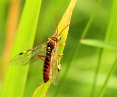Tenthredopsis nassata