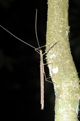 Metriophasma baculus