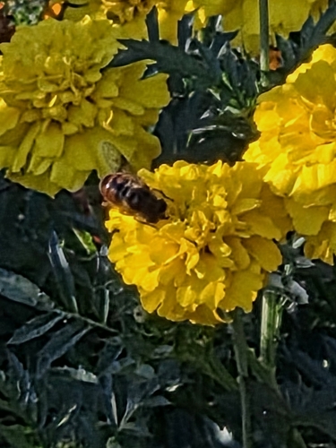 Unknown species found near Hampden, WI, USA