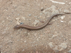 Chalcides mionecton trifasciatus