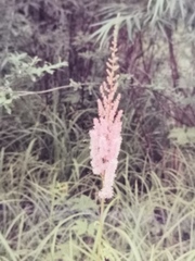 Astilbe chinensis