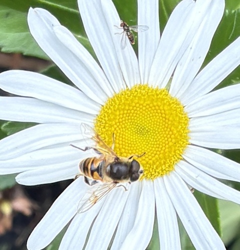 Unknown species found near Magnolia Ln, Groton, MA, US