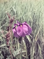 Iris ensata