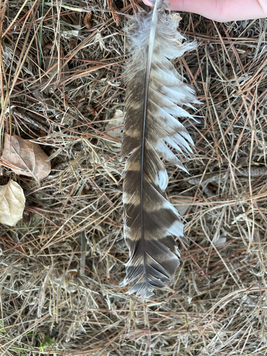 View observation of {o.common_name} on iNaturalist