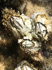 Chthamalus dentatus