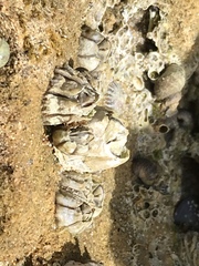 Chthamalus dentatus