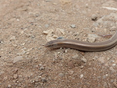 Chalcides mionecton trifasciatus