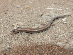 Chalcides mionecton trifasciatus
