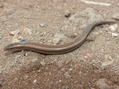 Chalcides mionecton trifasciatus