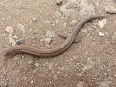 Chalcides mionecton trifasciatus