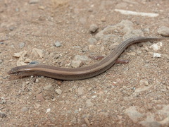 Chalcides mionecton trifasciatus