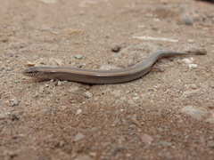 Chalcides mionecton trifasciatus