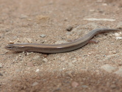 Chalcides mionecton trifasciatus