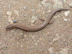 Chalcides mionecton trifasciatus