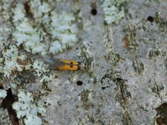 Chrysoclista linneella