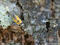 Chrysoclista linneella