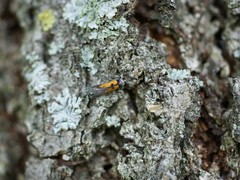 Chrysoclista linneella