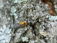 Chrysoclista linneella