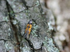 Chrysoclista linneella
