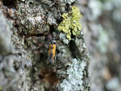 Chrysoclista linneella