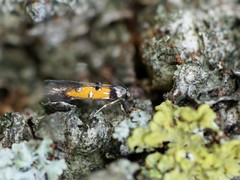 Chrysoclista linneella