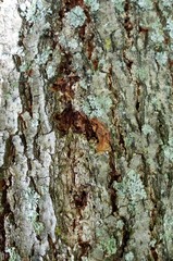 Chrysoclista linneella