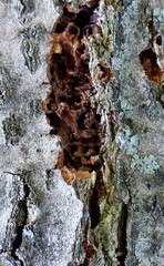 Chrysoclista linneella